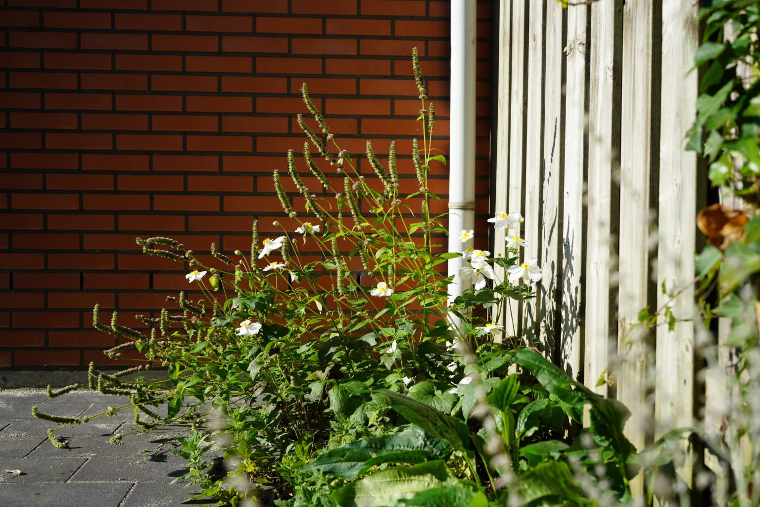 Zonnige-border-vol-kleurrijke-planten